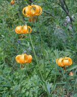 Lilium kelleyanum Lemmon resmi