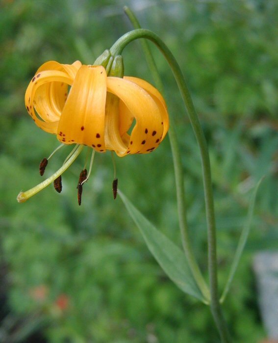 Lilium kelleyanum Lemmon resmi