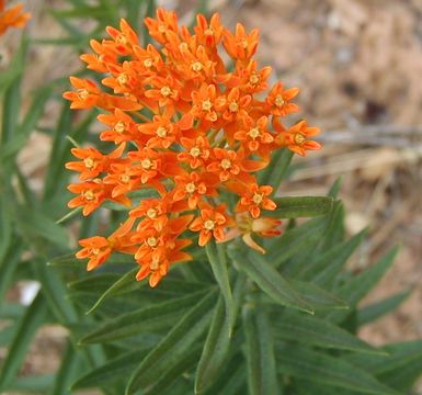 Imagem de <i>Asclepias tuberosa</i> ssp. <i>interior</i>