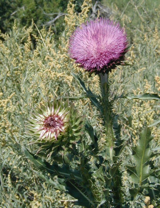 Image of Musk Thistle