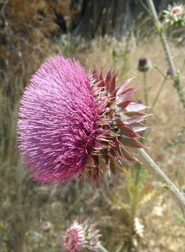 Image of Musk Thistle