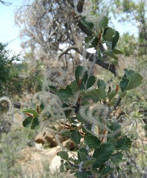 Image of alderleaf mountain mahogany