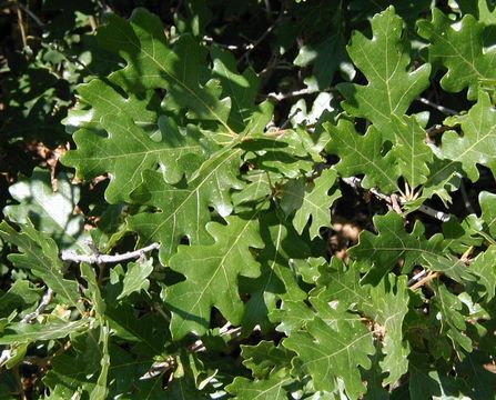 Image de Quercus gambelii Nutt.