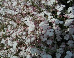 Image of gilia beardtongue