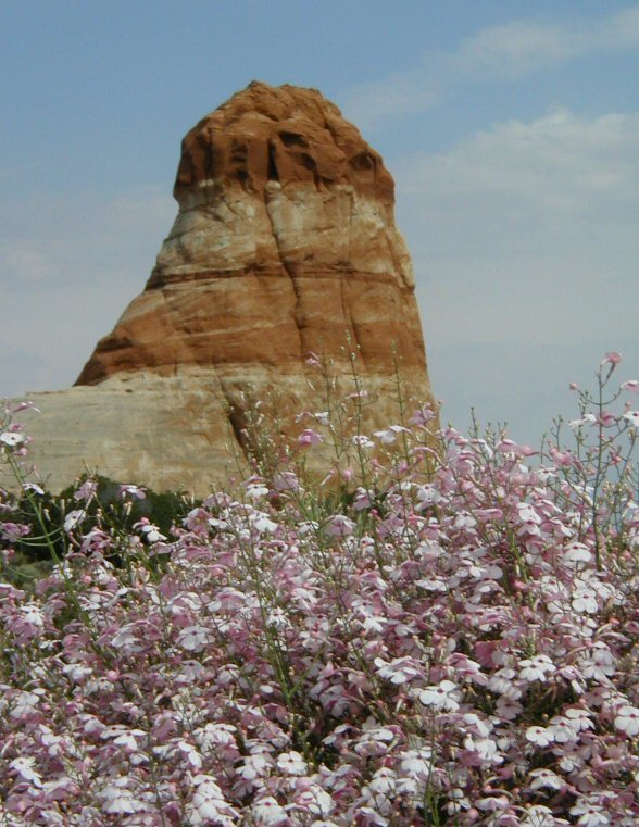 Image of gilia beardtongue