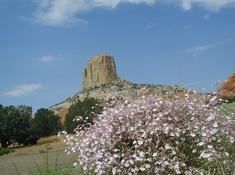 Image of gilia beardtongue