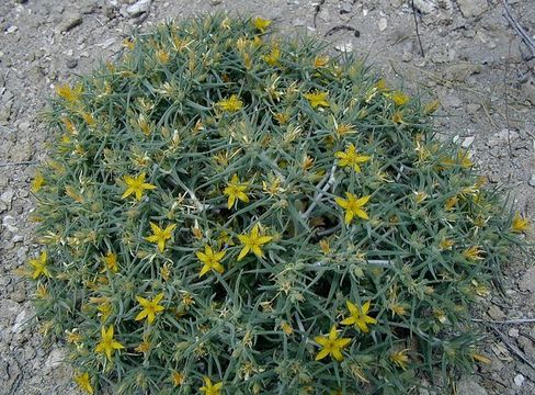 Image of Torrey's blazingstar