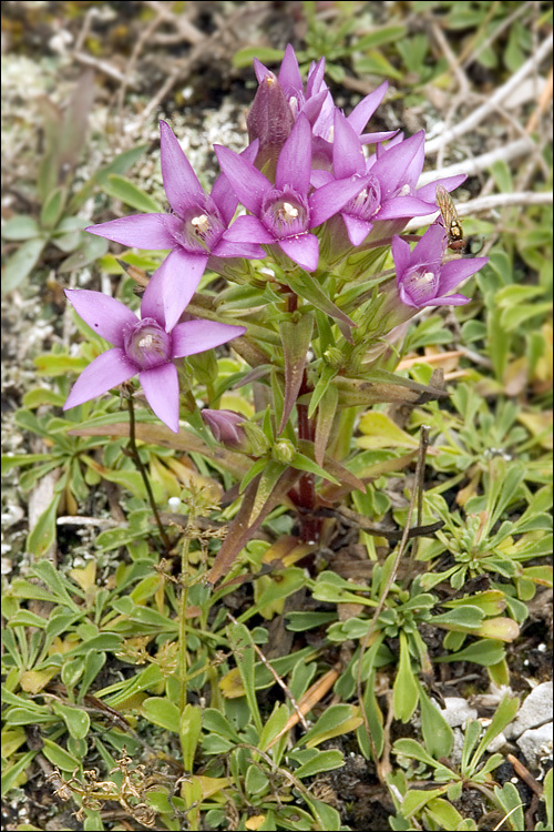 Image of Gentianella pilosa (Wettst.) J. Holub