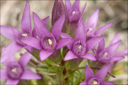 Image of Gentianella pilosa (Wettst.) J. Holub