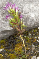 Image of Gentianella pilosa (Wettst.) J. Holub