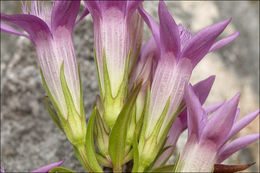 Image of Gentianella pilosa (Wettst.) J. Holub