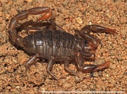 Image of California Common Scorpion