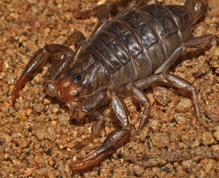 Image of California Common Scorpion