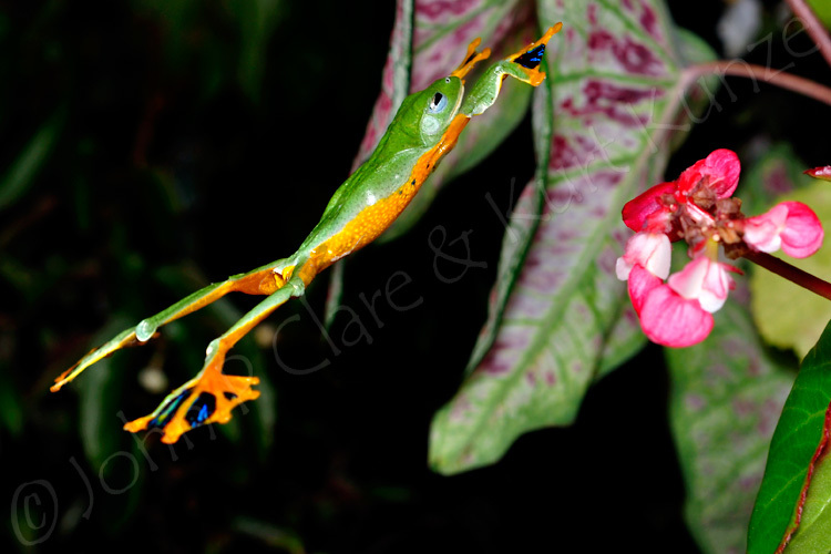 Image of Black-webbed Treefrog