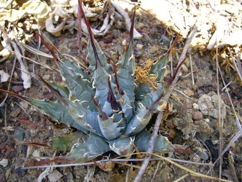 Слика од Agave utahensis var. nevadensis Engelm. ex Greenm. & Roush