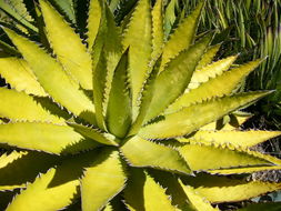 Agave xylonacantha Salm-Dyck resmi