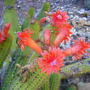 Image de Cleistocactus samaipatanus (Cárdenas) D. R. Hunt