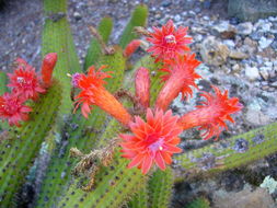 Image of Cleistocactus samaipatanus (Cárdenas) D. R. Hunt