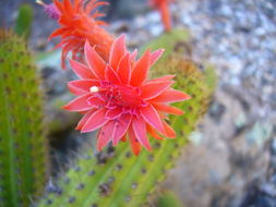 Image of Cleistocactus samaipatanus (Cárdenas) D. R. Hunt