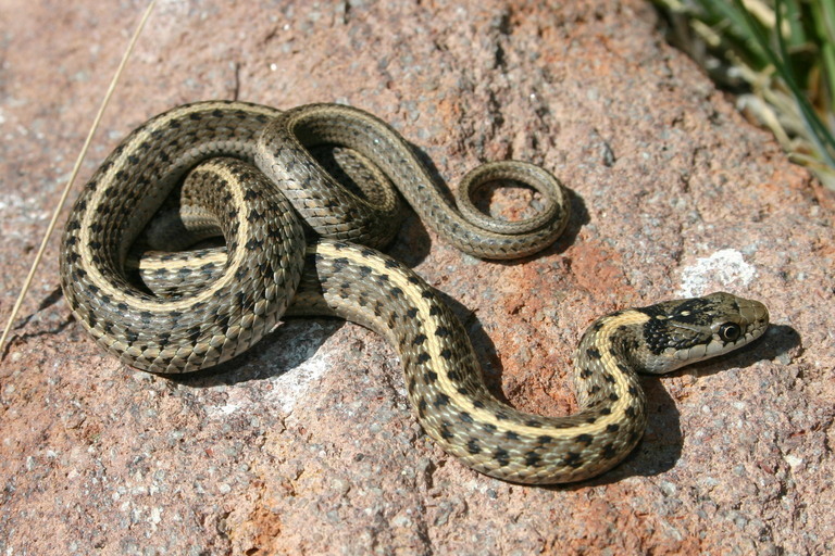 Image of Terrestrial (Wandering) Garter Snake