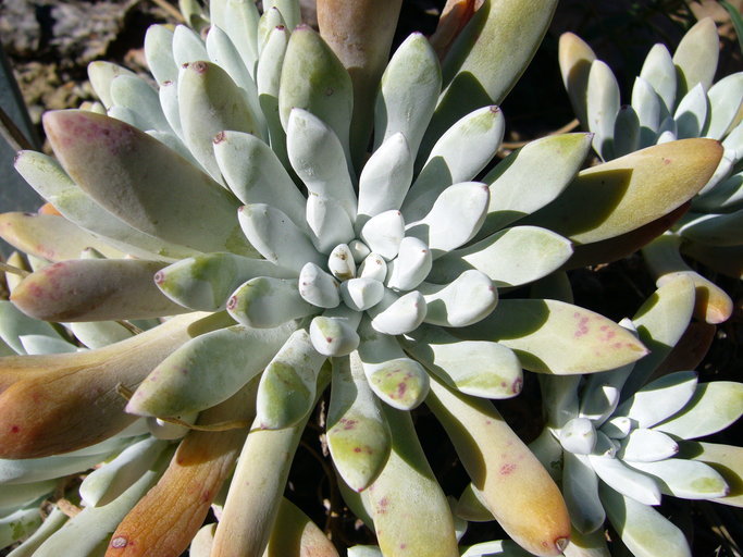 Imagem de Dudleya caespitosa (Haw.) Britton & Rose