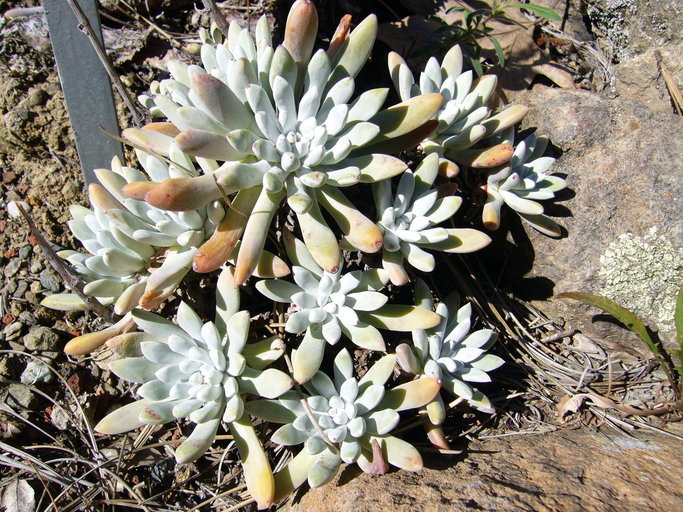 Imagem de Dudleya caespitosa (Haw.) Britton & Rose