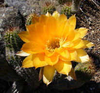 Image de Echinopsis huascha (F. A. C. Weber) H. Friedrich & G. D. Rowley