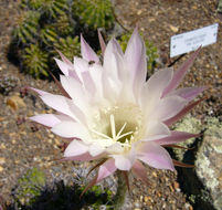 Image de Echinopsis oxygona (Link) Zucc. ex Pfeiff.