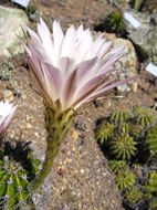 Image de Echinopsis oxygona (Link) Zucc. ex Pfeiff.