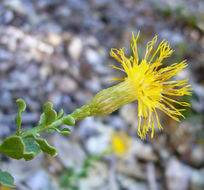 Image of cliff goldenbush