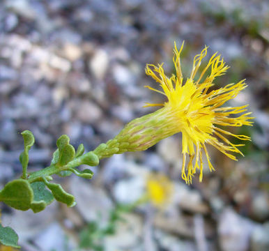 Image of cliff goldenbush