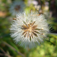 Image of rockloving erigeron