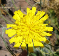 Image of Hieracium pannosum Boiss.