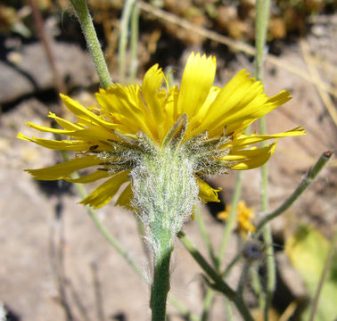 Image of Hieracium pannosum Boiss.