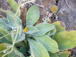 Image of Hieracium pannosum Boiss.