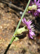 Image of chicoryleaf wirelettuce