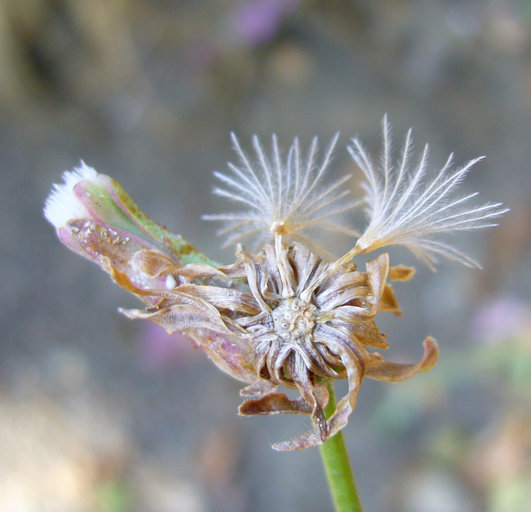 Image of chicoryleaf wirelettuce