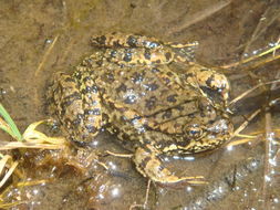 Image of Sierra Nevada Yellow-legged Frog