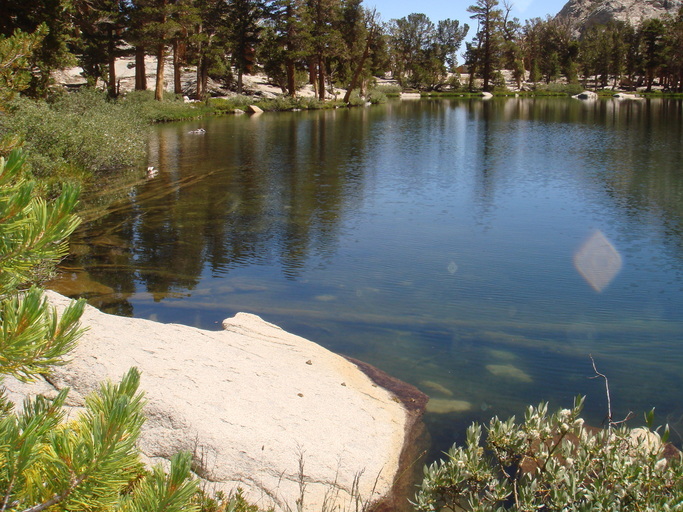 Image of Sierra Nevada Yellow-legged Frog