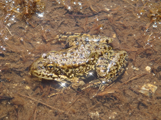 Image of Sierra Nevada Yellow-legged Frog