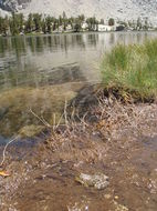 Image of Sierra Nevada Yellow-legged Frog