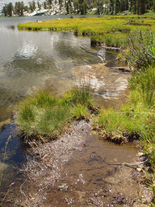 Image of Sierra Nevada Yellow-legged Frog