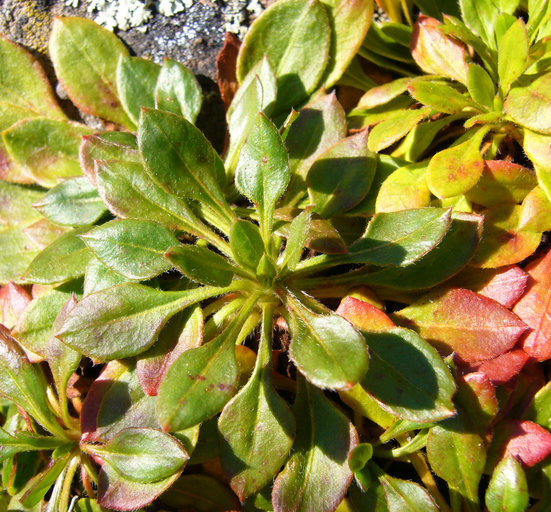 Слика од Eriogonum hirtellum Howell & Bacigal.