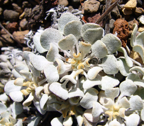 Image of cushion buckwheat