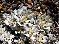 Image of cushion buckwheat