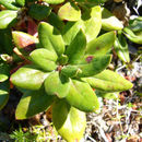 Image of sulphur-flower buckwheat