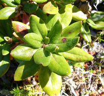 Image of sulphur-flower buckwheat