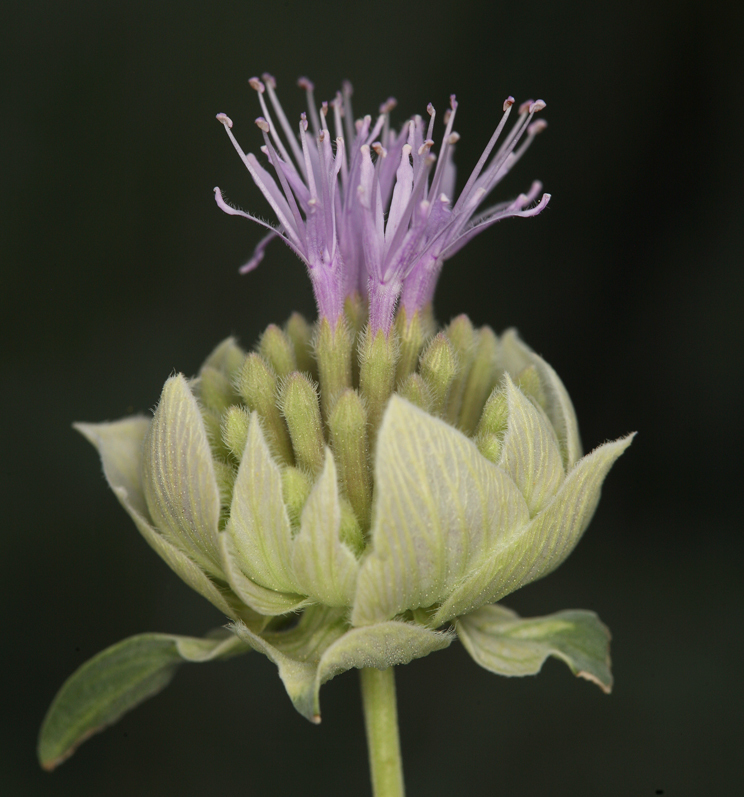 Monardella odoratissima subsp. glauca (Greene) Epling的圖片