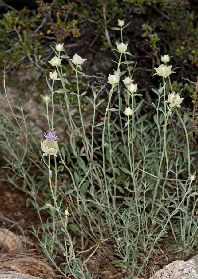 Monardella odoratissima subsp. glauca (Greene) Epling的圖片