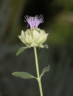 Monardella odoratissima subsp. glauca (Greene) Epling的圖片